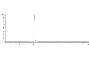 The purity of Anti-AGER / RAGE Reference Antibody (XT-M4) is more than 95 % , determined by SEC-HPLC. (Recombinant RAGE 抗体)