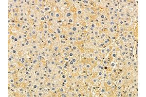 TUSC1 Mouse Monoclonal Antibody at 1/100 staining mouse liver tissue by IHC-P. (TUSC1 抗体)