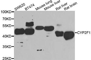 Western blot analysis of extracts of various cell lines, using CYP2F1 antibody. (CYP2F1 抗体)