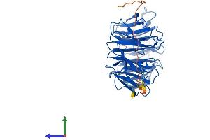 Protein Structure (PS) image for Serine/threonine Kinase Receptor Associated Protein (STRAP) (AA 1-350) protein (His tag) (ABIN7555622)