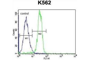 Flow Cytometric analysis of K562 cells using STARD6 Antibody (right histogram) compared to a negative control cell (left histogram). (STARD6 抗体  (C-Term))