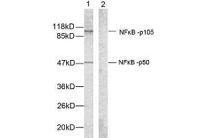 Western blot analysis of extracts from HeLa cells using NF-κB p105/p50 (Ab-907) antibody (E021019). (NFKB1 抗体)
