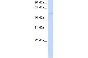 KIF12 antibody used at 1 ug/ml to detect target protein. (KIF12 抗体  (N-Term))