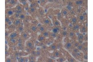 Detection of CNTNAP4 in Mouse Liver Tissue using Polyclonal Antibody to Contactin-associated protein-like 4 (CNTNAP4) (CNTNAP4 抗体  (AA 402-633))