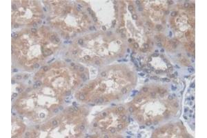 Immunohistochemistry (IHC) image for anti-Prenylcysteine Oxidase 1 (PCYOX1) (AA 174-505) antibody (ABIN7436465)