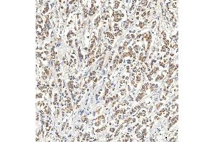 IHC analysis of SNPH using anti-SNPH antibody (ABIN7601724). (Syntaphilin 抗体  (AA 43-482))