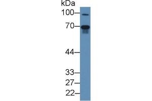 Western blot analysis of Mouse Lung lysate, using Human FGL2 Antibody (2 µg/ml) and HRP-conjugated Goat Anti-Rabbit antibody (