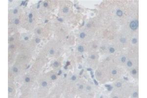 Immunohistochemistry (IHC) image for anti-Follistatin-Like 1 (FSTL1) (AA 21-308) antibody (ABIN7436609)