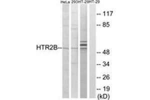 Western blot analysis of extracts from HT-29/293/HeLa cells, using HTR2B Antibody. (Serotonin Receptor 2B 抗体  (AA 15-64))