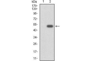 Western blot analysis using CYP3A4 antibody against human CYP3A4 (AA: 243-430) recombinant protein. (CYP3A4 抗体)