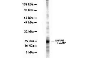 Western Blotting (WB) image for anti-Vesicle-Associated Membrane Protein 7 (VAMP7) antibody (ABIN1109463) (VAMP7 抗体)