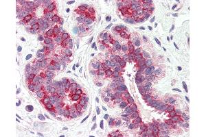 Anti-DHRS7 antibody IHC of human breast. (DHRS7 抗体  (Internal Region))