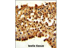Formalin-fixed and paraffin-embedded human testis tissue with PTTG1 Antibody (N-term), which was peroxidase-conjugated to the secondary antibody, followed by DAB staining. (PTTG1 抗体  (N-Term))