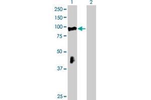 Western Blot analysis of RHOBTB2 expression in transfected 293T cell line by RHOBTB2 MaxPab polyclonal antibody. (RHOBTB2 抗体  (AA 1-727))