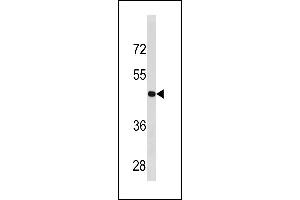 CCNB2 Antibody (Center ) (ABIN1881164 and ABIN2843324) western blot analysis in  cell line lysates (35 μg/lane). (Cyclin B2 抗体  (AA 182-209))