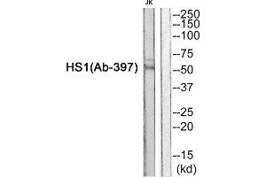 Western Blotting (WB) image for anti-Hematopoietic Cell-Specific Lyn Substrate 1 (HCLS1) (Tyr397) antibody (ABIN1848375) (HCLS1 抗体  (Tyr397))
