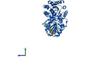 Protein Structure (PS) image for Aldehyde Dehydrogenase 3 Family, Member A2 (ALDH3A2) (AA 1-485) protein (His tag) (ABIN7552044)