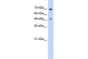 Western Blotting (WB) image for anti-Zinc Finger Protein 821 (ZNF821) antibody (ABIN2461881) (ZNF821 抗体)