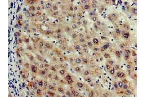 Immunohistochemistry of paraffin-embedded human liver tissue using ABIN7156146 at dilution of 1:100 (Caspase 12 抗体  (AA 61-282))