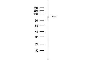 Western blot analysis of lysates from Mouse brain, using Z Antibody at 1/1000 dilution.