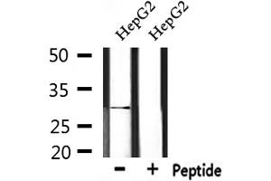 Western blot analysis of extracts from HepG2, using IL33 Antibody. (IL-33 抗体  (Internal Region))