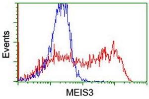 Image no. 2 for anti-Meis Homeobox 3 (MEIS3) (AA 1-261) antibody (ABIN1490672) (MEIS3 抗体  (AA 1-261))