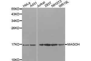 Western Blotting (WB) image for anti-Mago-Nashi Homolog (MAGOH) antibody (ABIN1877064) (MAGOH 抗体)
