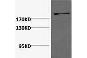 Western Blot analysis of Hela cells using FN1 Monoclonal Antibody at dilution of 1:2000. (Fibronectin 1 抗体)