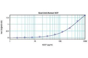 Image no. 3 for anti-KIT Ligand (KITLG) antibody (ABIN1500815) (KIT Ligand 抗体)