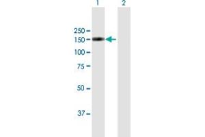 Western Blot analysis of XPO5 expression in transfected 293T cell line by XPO5 MaxPab polyclonal antibody. (XPO5 抗体  (AA 1-1204))