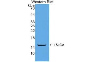 Detection of Recombinant POSTN, Mouse using Polyclonal Antibody to Periostin (POSTN) (Periostin 抗体  (AA 370-494))