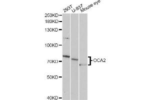 Western blot analysis of extracts of various cell lines, using OCA2 antibody (ABIN1876854) at 1:1000 dilution. (OCA2 抗体)