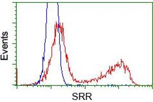 Image no. 3 for anti-Serine Racemase (SRR) antibody (ABIN1501133) (SRR 抗体)