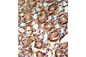 Formalin-fixed and paraffin-embedded kidney tissue reacted with GMPS Antibody , which was peroxidase-conjugated to the secondary antibody, followed by DAB staining. (GMP Synthase 抗体  (C-Term))