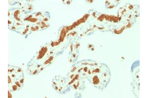 Formalin-fixed, paraffin-embedded human Placenta stained with Spectrin alpha 1 (SPTA1) Mouse Monoclonal Antibody (SPTA1/1832). (SPTA1 抗体  (AA 356-475))