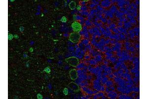 Indirect immunolabeling of PFA fixed, paraffin embedded mouse cerebellum with guinea pig anti-GAT 3 (dilution 1 : 500; red) and chicken anti-parvalbumin (, dilution 1 : 500; green).