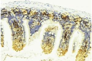 ABIN6276595 at 1/100 staining Mouse colon tissue by IHC-P. (VEGFD 抗体  (Internal Region))