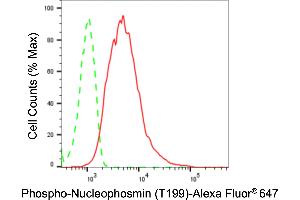 Flow cytometric analysis of Phospho-Nucleophosmin (T199) expression in HepG2 cells using Phospho-Nucleophosmin (T199) antibody (ABIN7799673), 1:2,000).