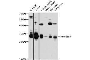 Western blot analysis of extracts of various cell lines, using MRPS18B antibody (ABIN6133075, ABIN6144028, ABIN6144029 and ABIN6215657) at 1:3000 dilution. (MRPS18B 抗体  (AA 1-258))