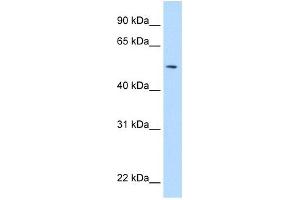 NEU1 antibody used at 5 ug/ml to detect target protein. (NEU1 抗体)