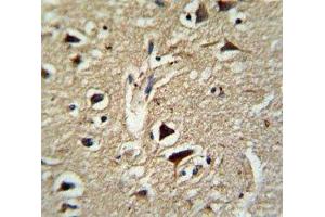 Immunohistochemistry (IHC) image for anti-Proprotein Convertase Subtilisin/kexin Type 2 (PCSK2) (AA 318-346) antibody (ABIN3032333)