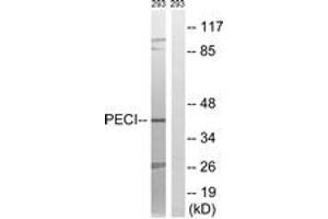Western blot analysis of extracts from 293 cells, using PECI Antibody. (PECI/ECI2 抗体  (AA 73-122))