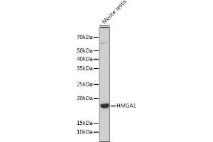 Western blot analysis of extracts of Mouse testis, using HMG Rabbit mAb (ABIN7267646) at 1:1000 dilution. (HMGA1 抗体)