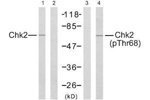 Western blot analysis of extract from Jurkat cells, using Chk2 (Ab-68) antibody (E021087, Lane 1 and 2) and Chk2 (phospho-Thr68) antibody (E011061, Lane 3 and 4). (CHEK2 抗体  (pThr68))
