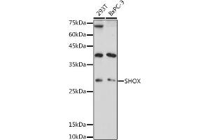 Western blot analysis of extracts of various cell lines, using SHOX antibody (ABIN7270286) at 1:1000 dilution. (SHOX 抗体)