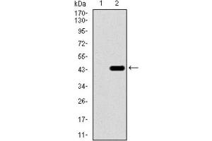 Western Blotting (WB) image for anti-T Antigen (AA 218-352) antibody (ABIN1845735) (T Antigen (AA 218-352) 抗体)