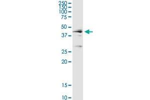 CTSD MaxPab rabbit polyclonal antibody.