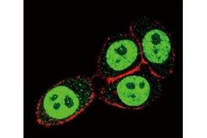 Confocal immunofluorescent analysis of SMAD3 antibody with HeLa cells followed by Alexa Fluor 488-conjugated goat anti-rabbit lgG (green). (SMAD3 抗体  (AA 186-215))