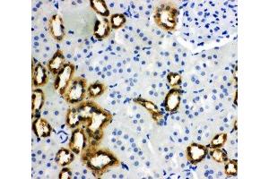 IHC-P: PBP antibody testing of rat kidney tissue (PEBP1 抗体  (N-Term))