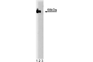 Western Blotting (WB) image for anti-V-Raf Murine Sarcoma 3611 Viral Oncogene Homolog (ARAF) (AA 183-199) antibody (ABIN967727) (ARAF 抗体  (AA 183-199))